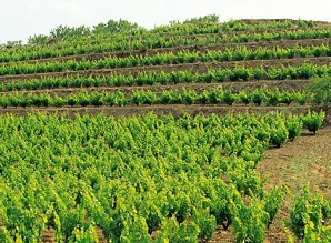 葡萄品种及土壤