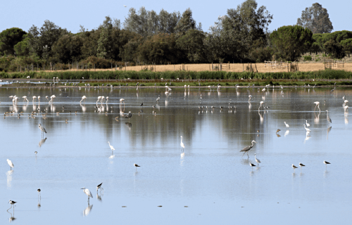 （Doñana National Park）