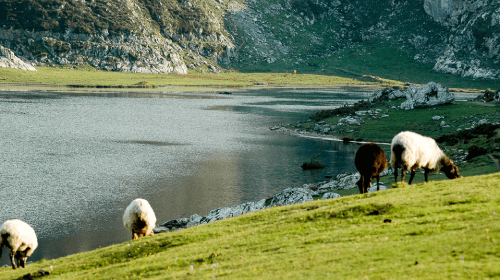 （Asturias）