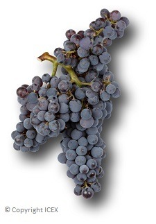 Garnacha