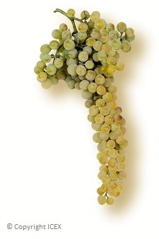 Malvasia