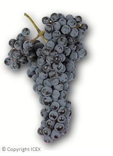 Tempranillo