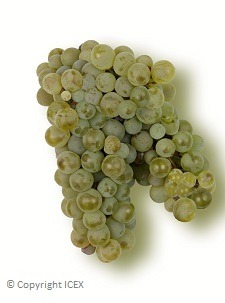 Verdejo