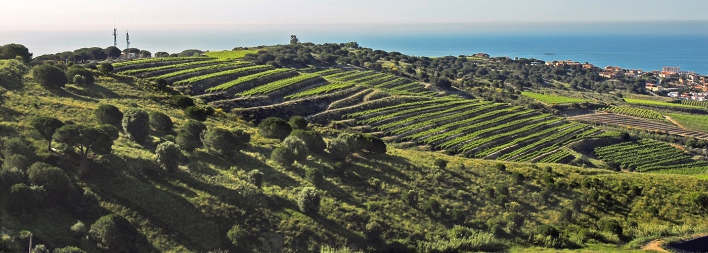 Alella DO Vineyards and Production Alella DO Vineyards and Production
