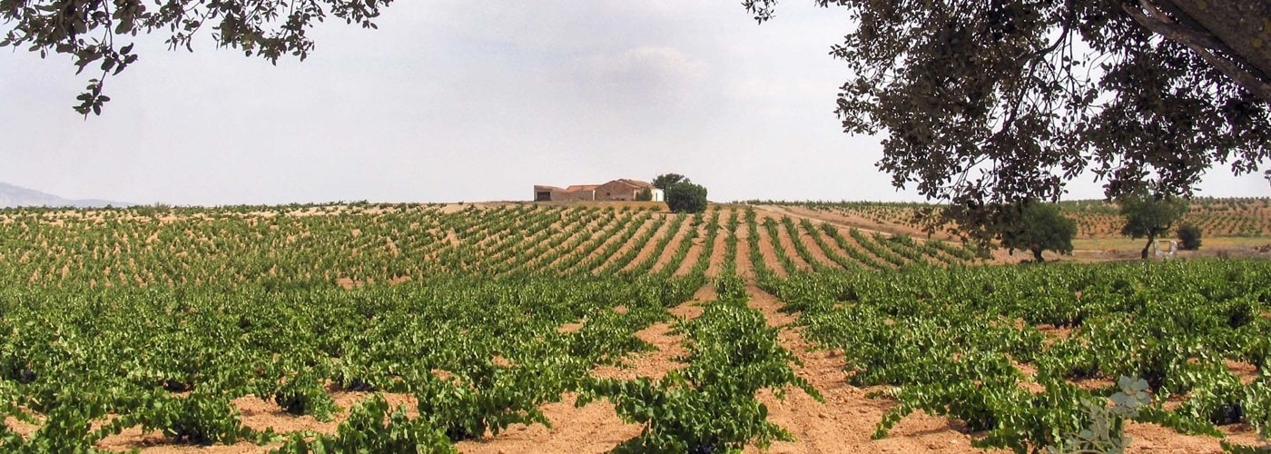 Almansa DO Vineyards and Production