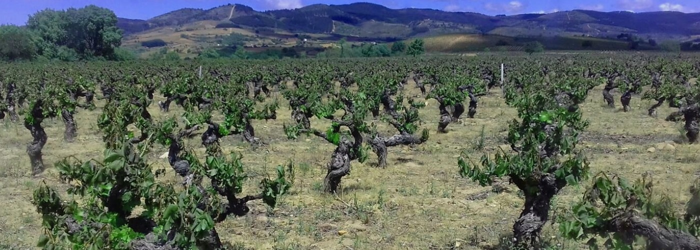 Bierzo DO Vineyards and Production