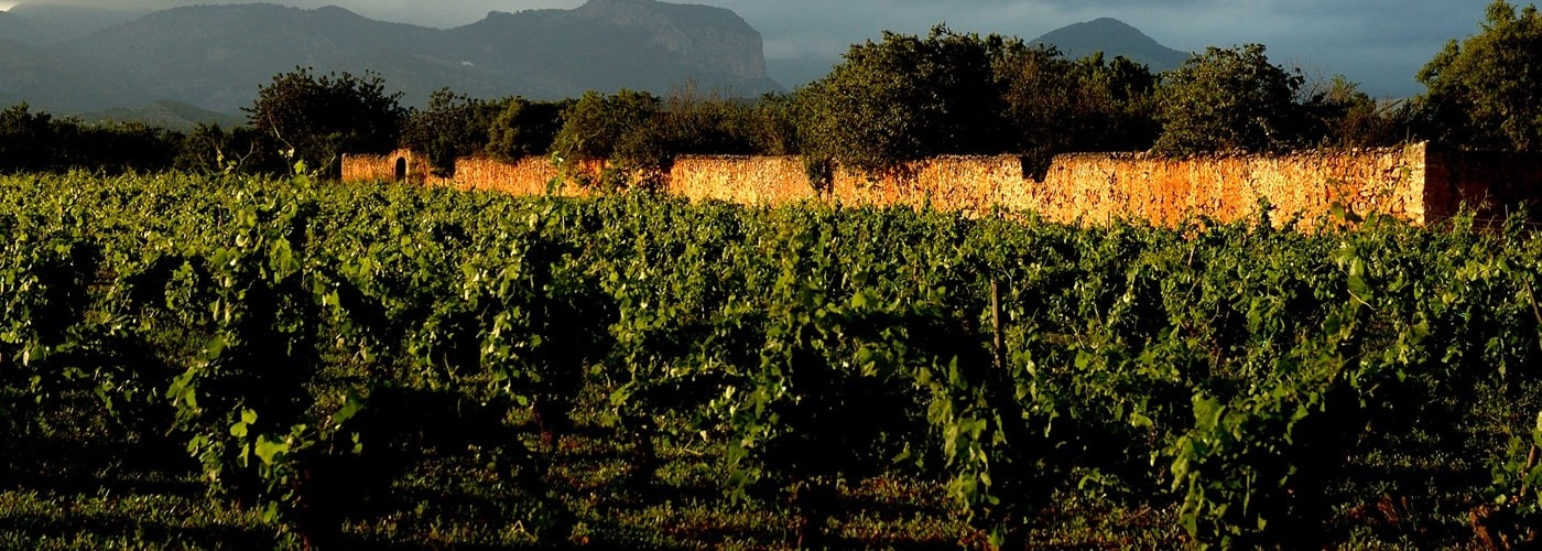 Binissalem Mallorca DO Vineyards and Production