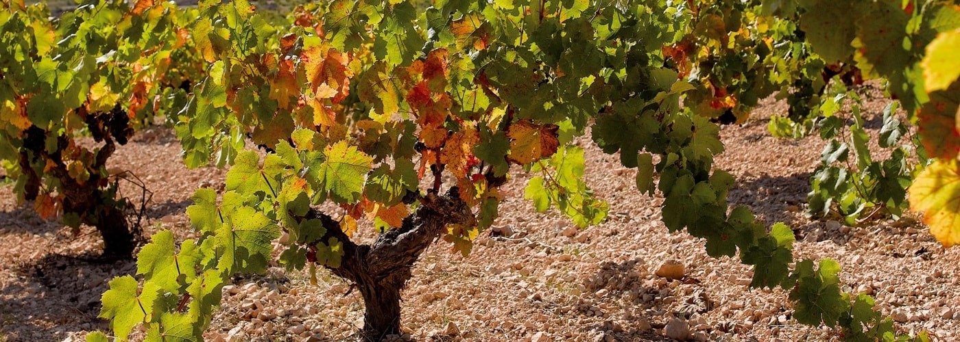 Bullas DO Vineyards and Production Bullas DO Vineyards and Production