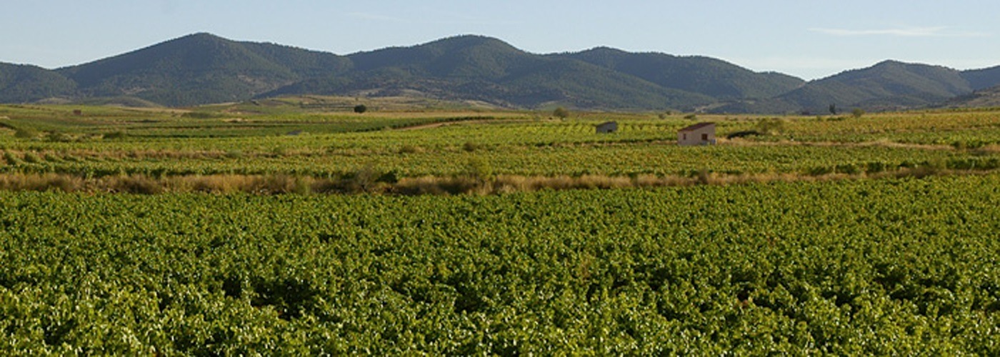 Carinena DO Vineyards and Production