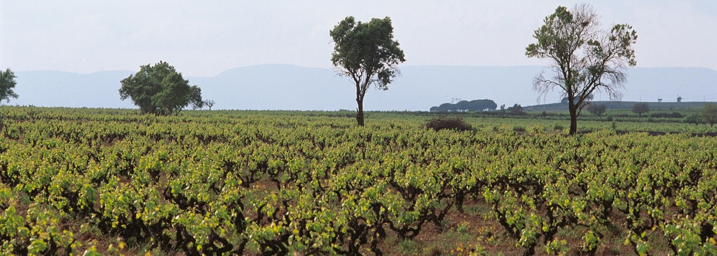 Catalunya DO Vineyards and Production