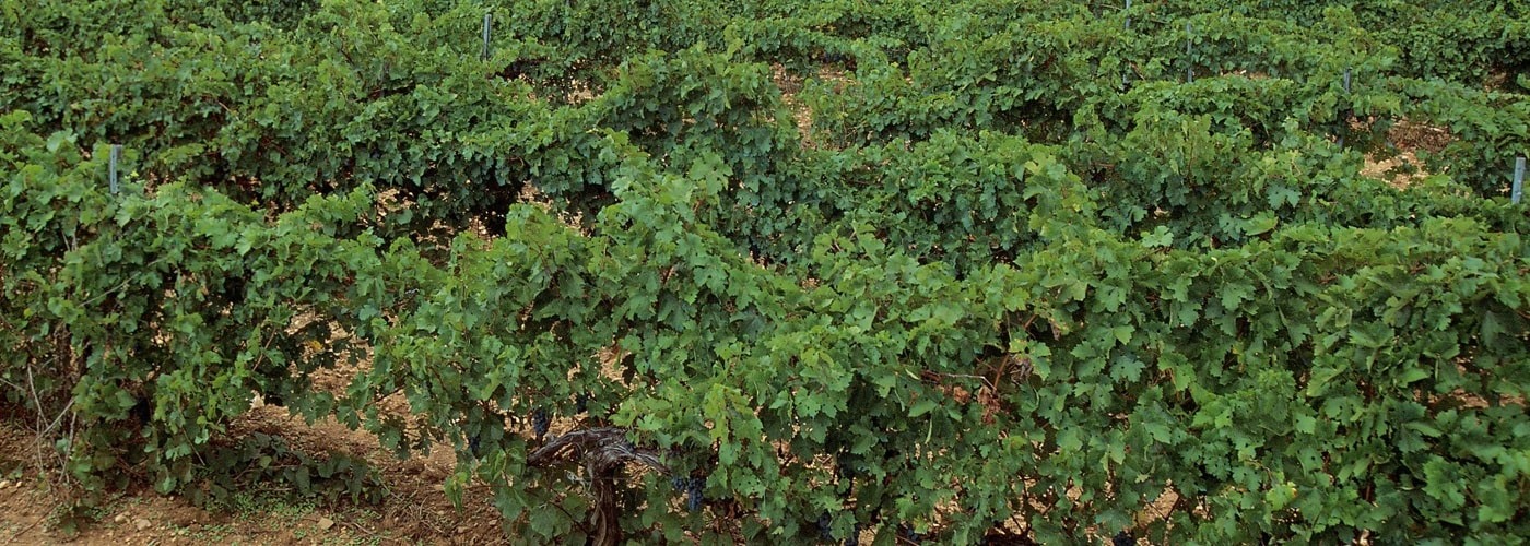 Cava DO Vineyards and Production