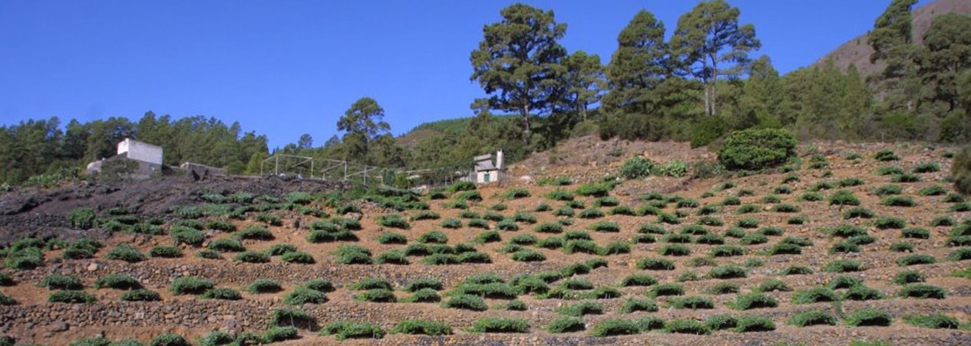 Valle De Guimar DO Vineyards and Production