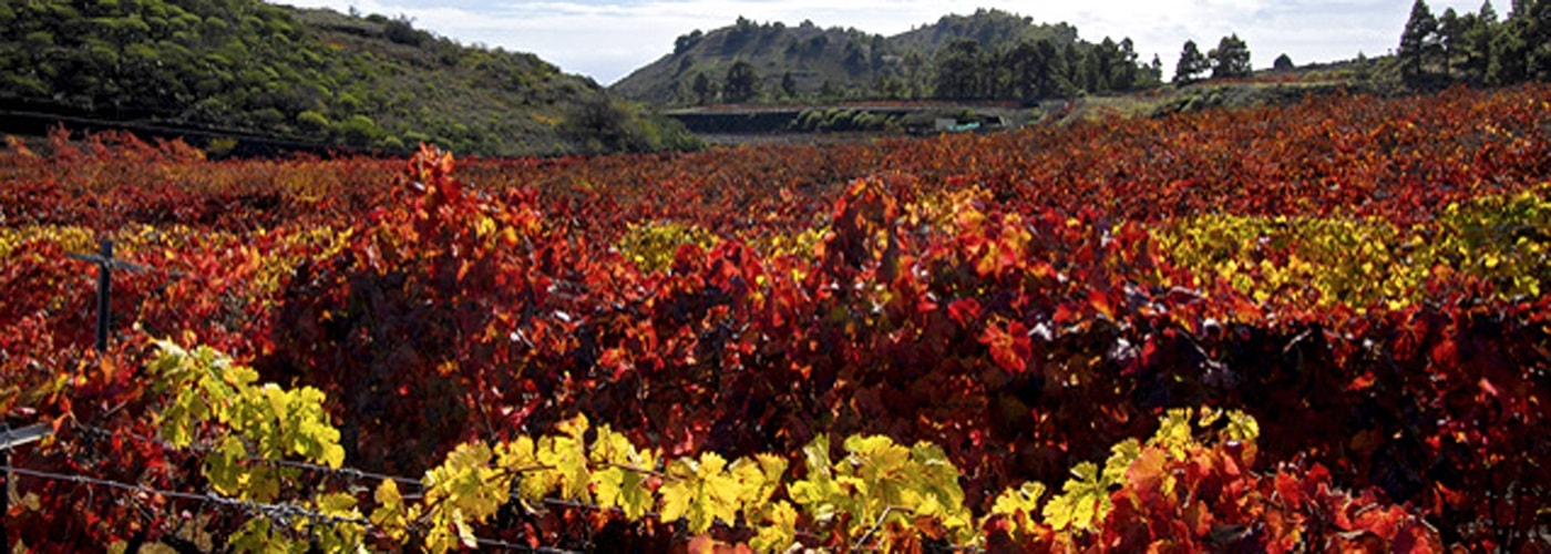 El Hierro DO Vineyards and Production