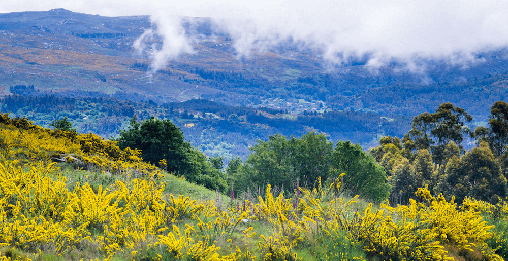 galicia 