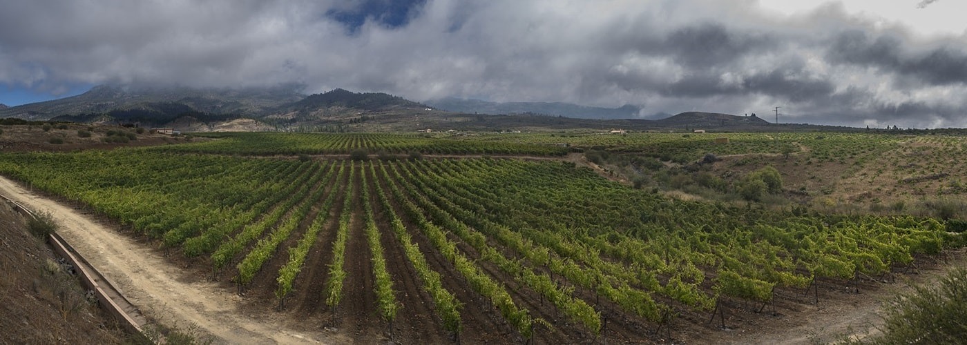 Islas Canarias DO Vineyards and Production