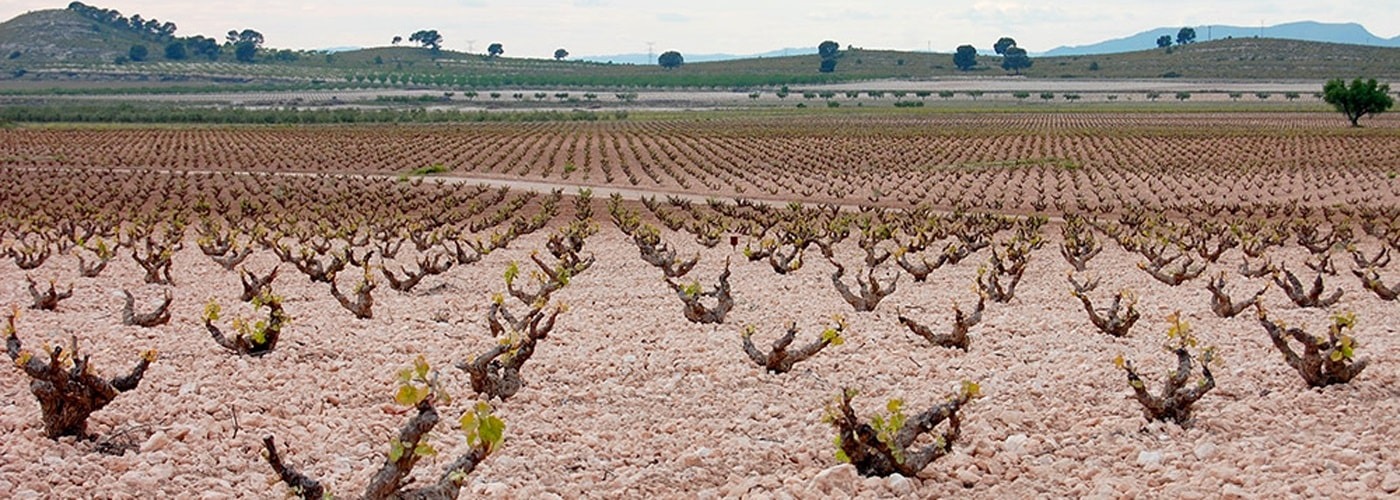 Jumilla DO Vineyards and Production