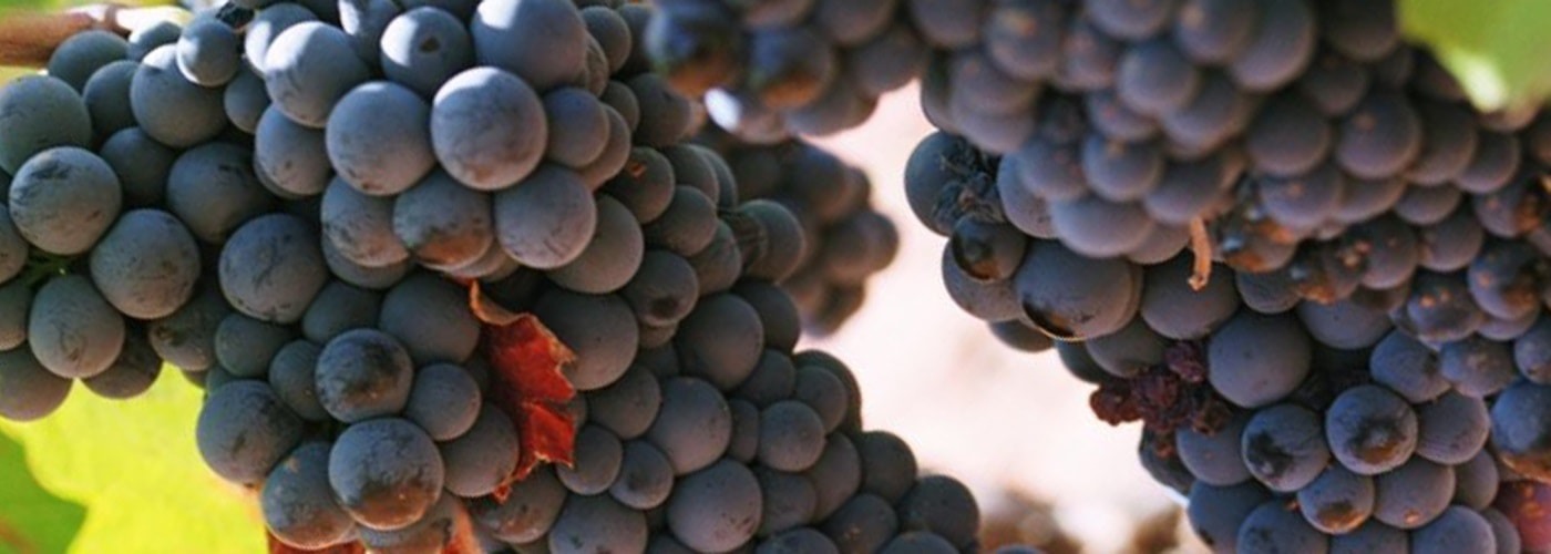 Manchuela DO Vineyards and Production