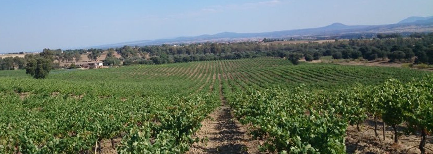 Mentrida DO Vineyards and Production