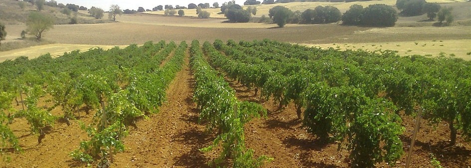 Mondejar DO Vineyards and Production