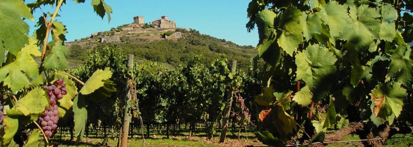 Monterrei DO Vineyards and Production