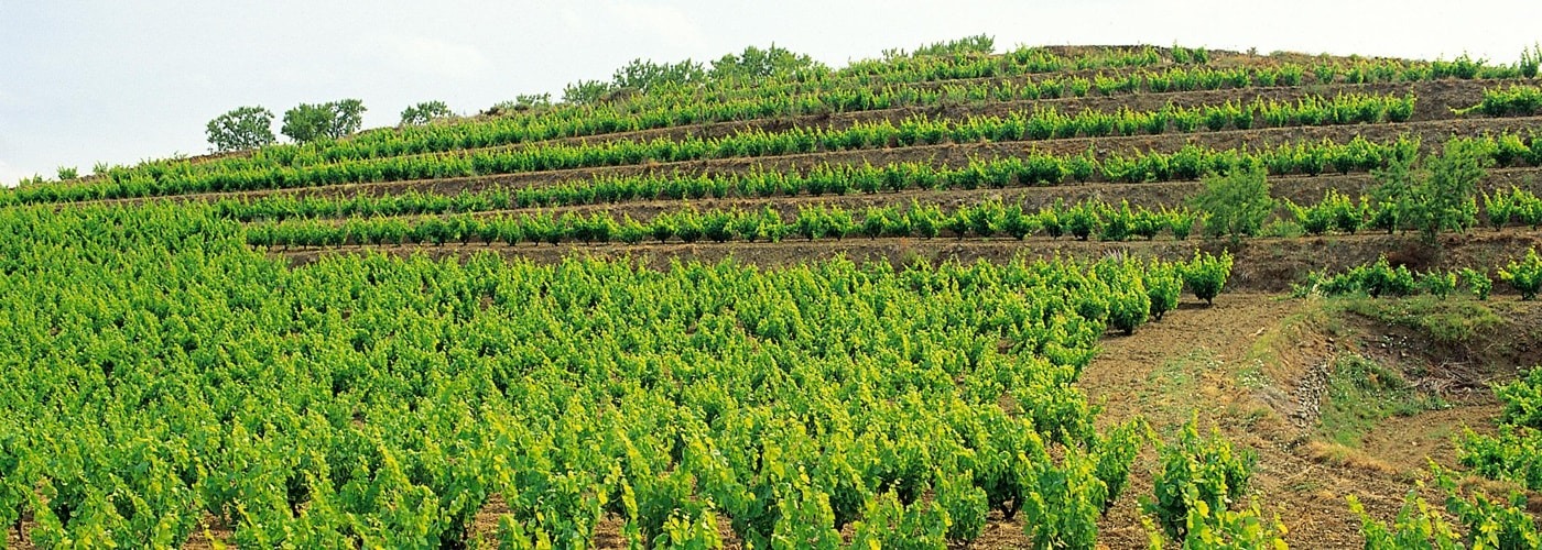 Montsant DO Vineyards and Production