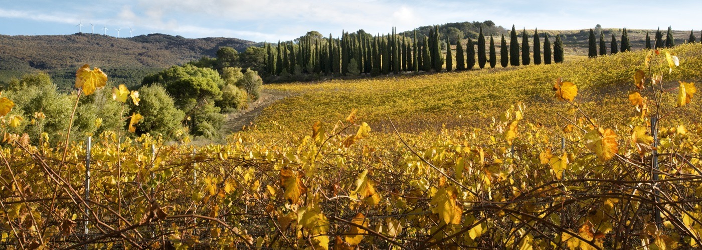 Navarra DO Vineyards and Production