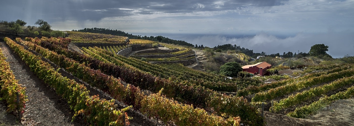 La Palma DO Vineyards and Production