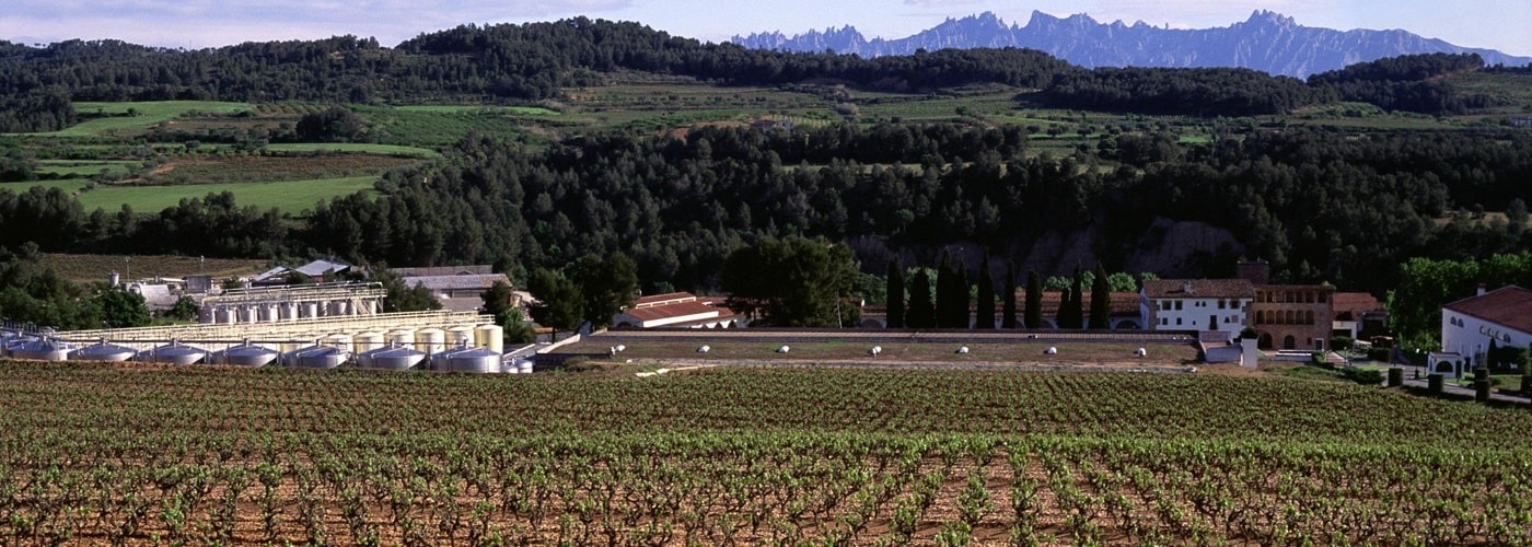 Penedes DO Vineyards and Production