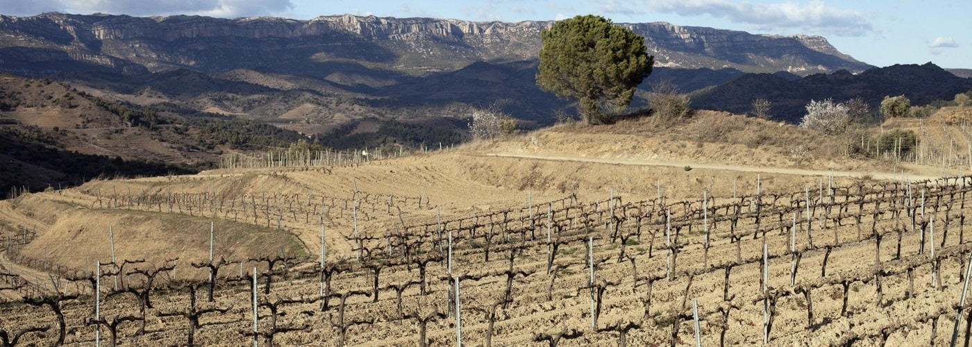 Priorat Doca Vineyards and Production