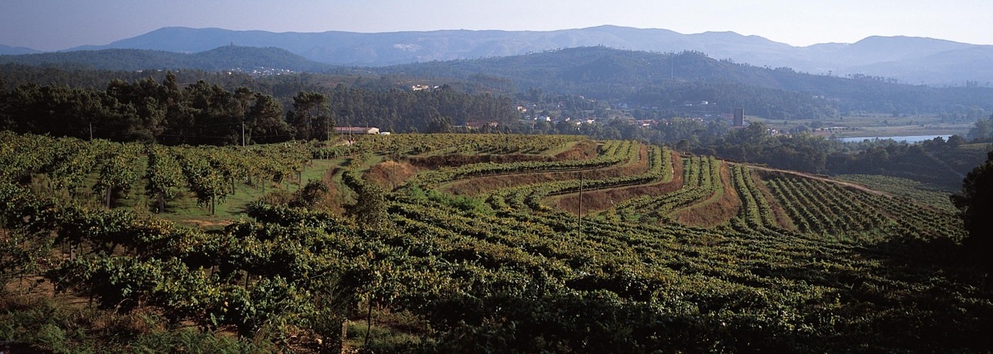 Rias Baixas DO Vineyards and Production