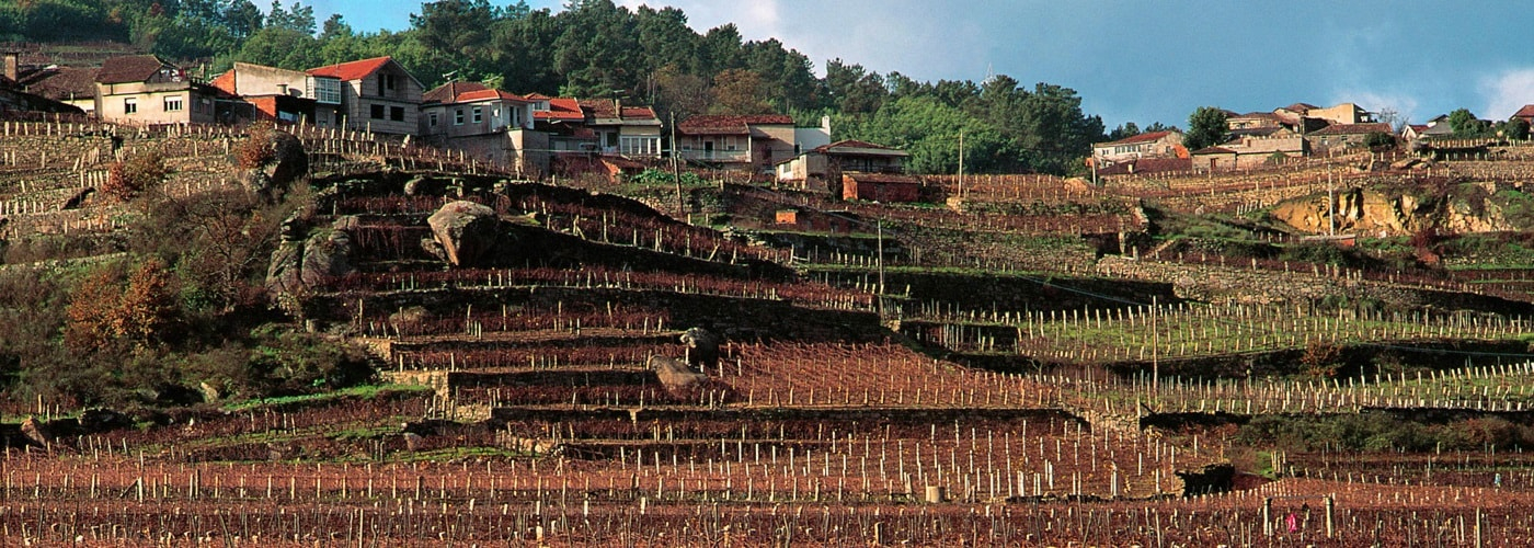 Ribeiro DO Vineyards and Production