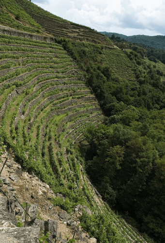 sakelaheanputaoyuan