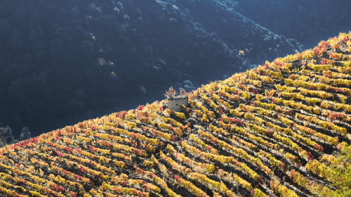 （DO’s Ribeira Sacra）