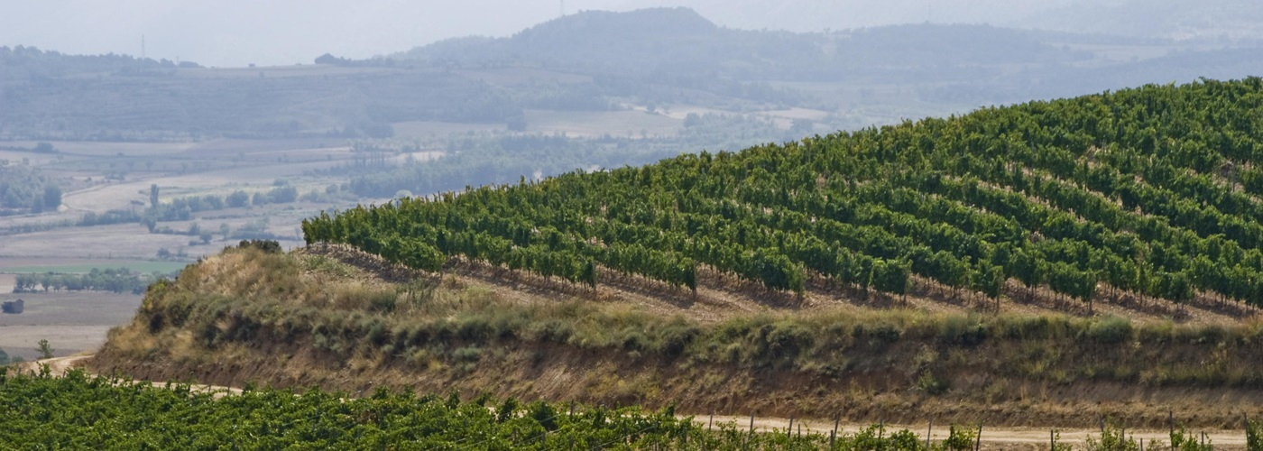 Somontano DO Vineyards and Production