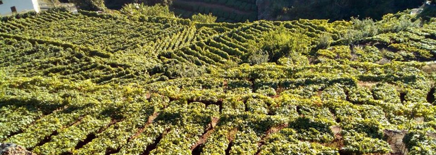 Tacoronte Acentejo DO Vineyards and Production Tacoronte Acentejo DO Vineyards and Production