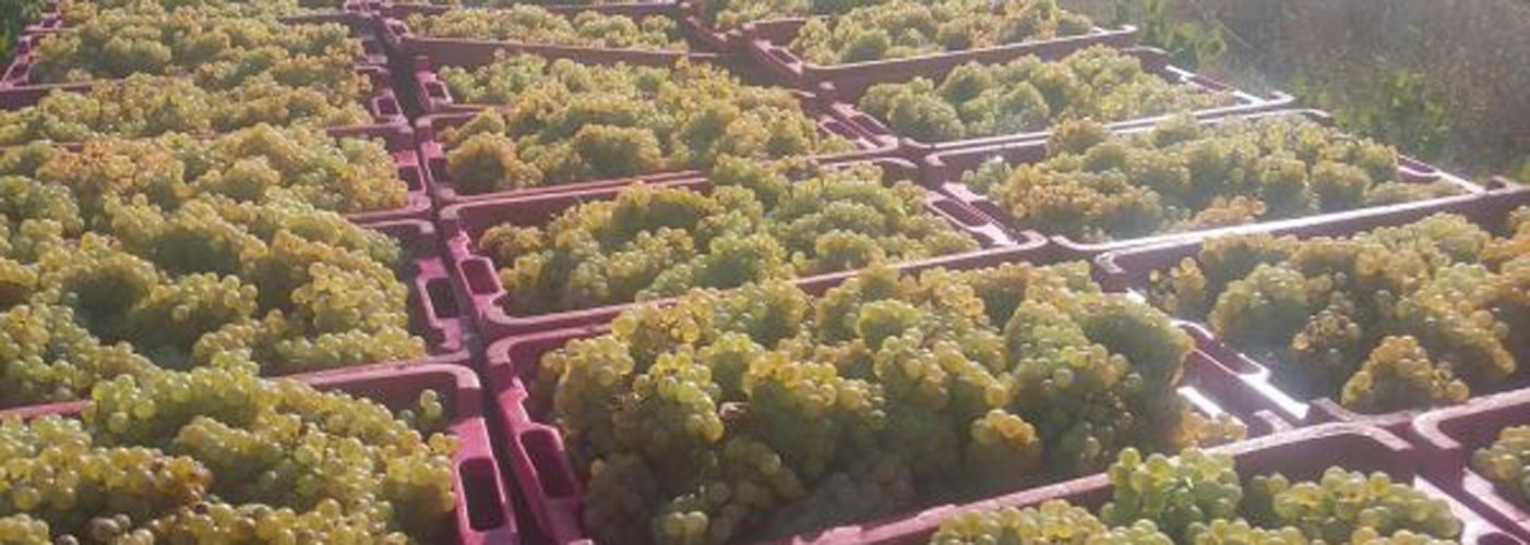 Tarragona DO Vineyards and Production