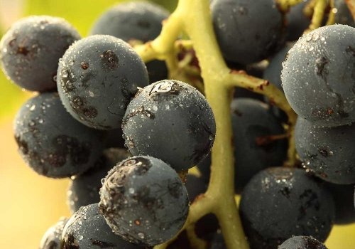 Tempranillo