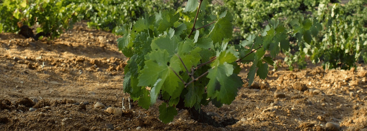 Tierra Del Vino De Zamora DO Vineyards and Production