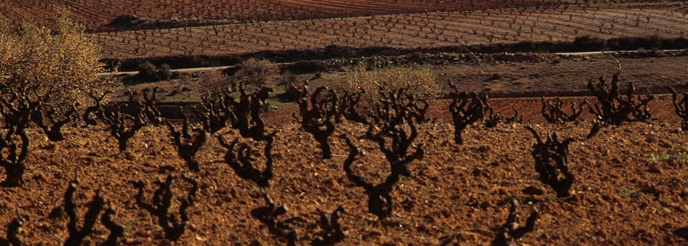 Utiel Requena DO Vineyards and Production