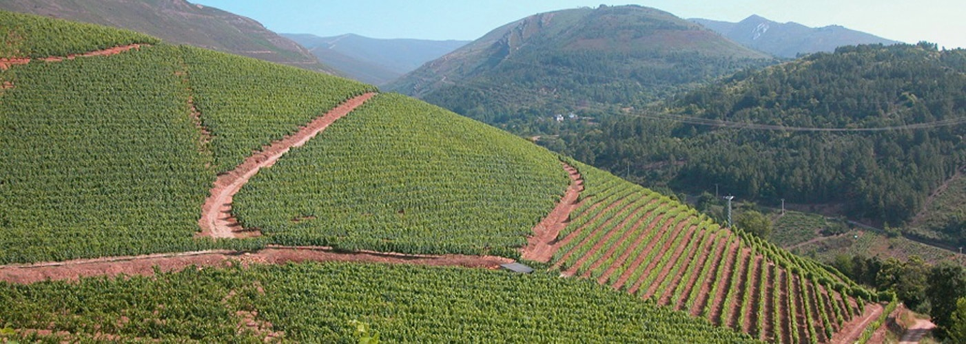 Valdeorras DO Vineyards and Production Valdeorras DO Vineyards and Production