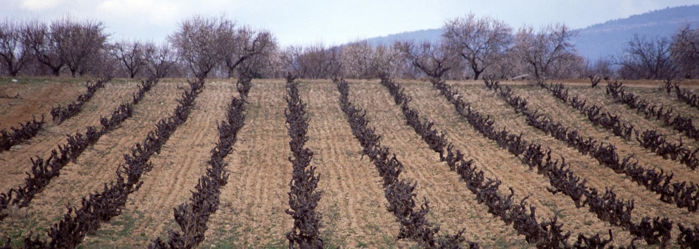 Valencia DO Vineyards and Production