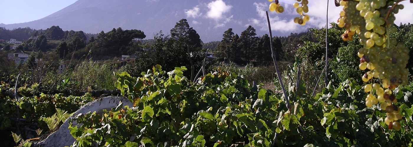 Ycoden Daute Isora DO Vineyards and Production