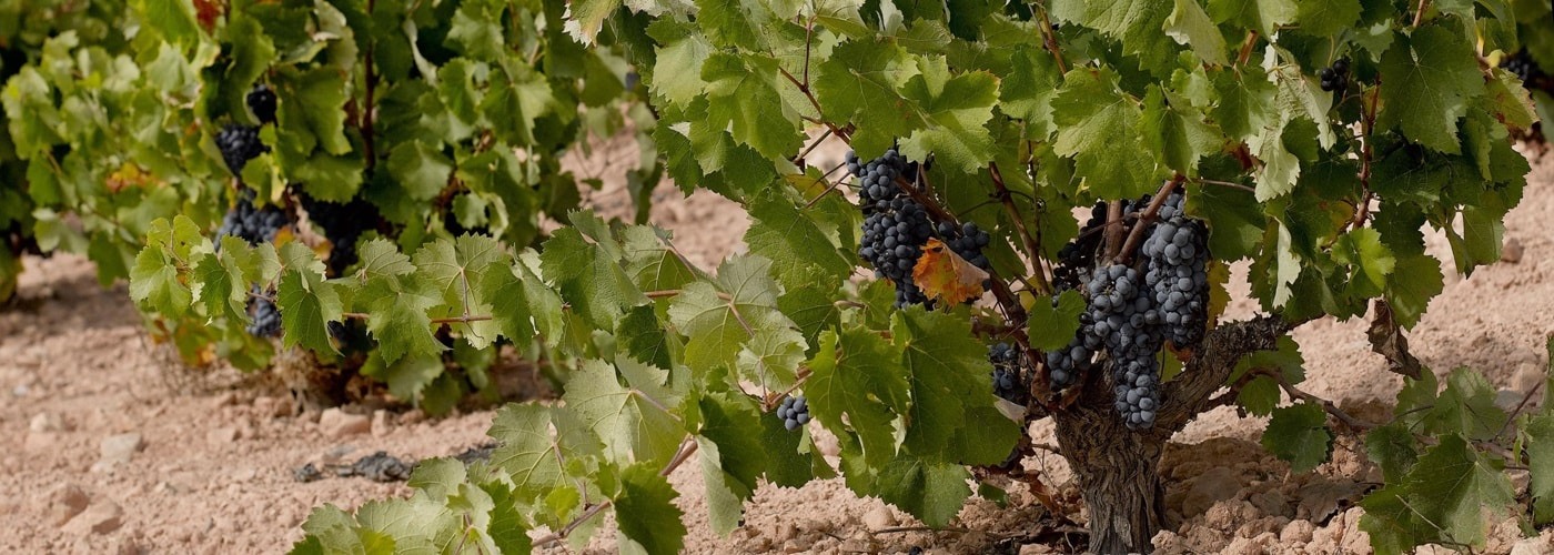 Yecla DO Vineyards and Production